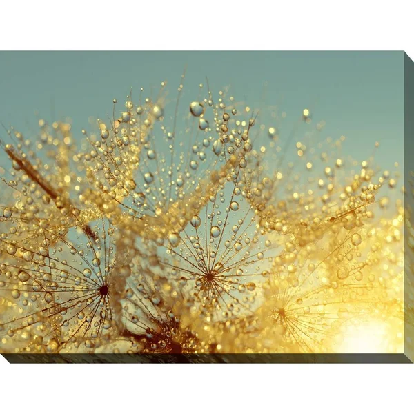 Picture Perfect International Dewy Dandelion Flower at Sunrise Close Up Full Giclee Print Canvas Wall Art - 36 Inches x 48 Inches